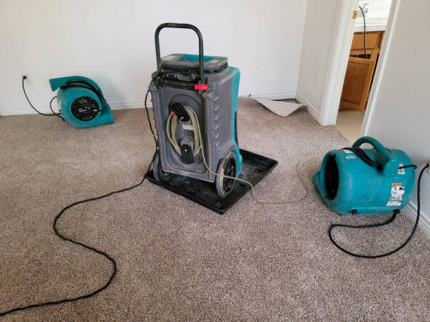 Best Water damage cleanup near me  in Essex, IL