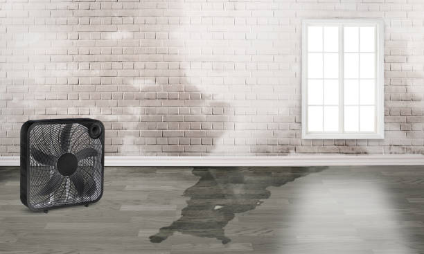 Best Basement water damage restoration  in Essex, IL