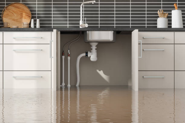 Best Mold removal after water damage  in Essex, IL